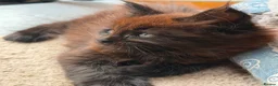 Maine Coon cats for sale: Black Smoke TICA Maine Coons - Advert 4