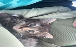 Maine Coon cats for sale: Maine Coon Kitten for sale  - Image 3