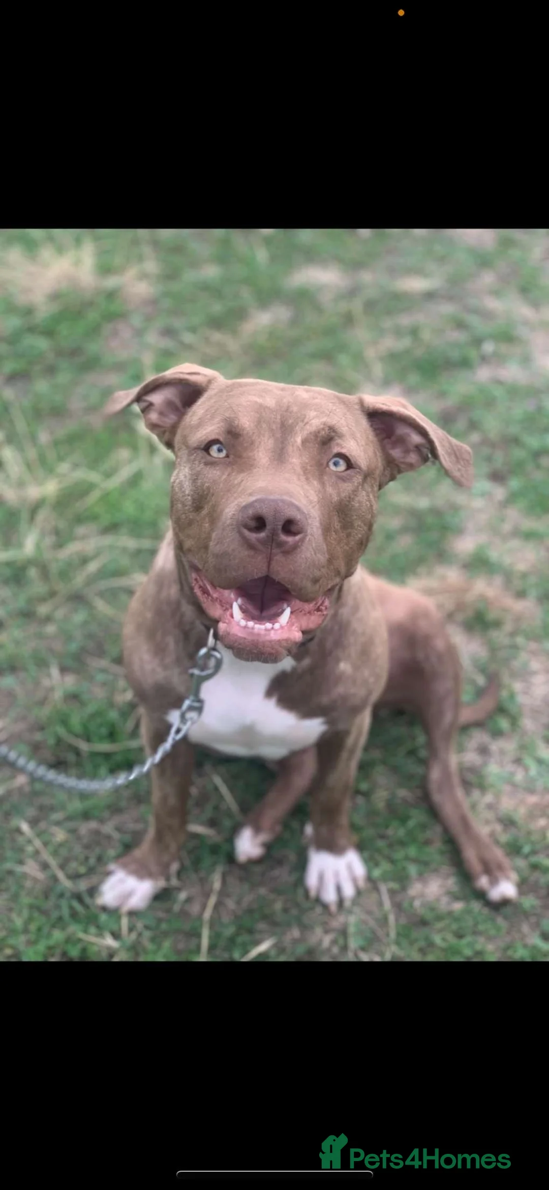 Mixed Breed dogs for sale: Beautiful home bred puppies for sale  - Advert 19