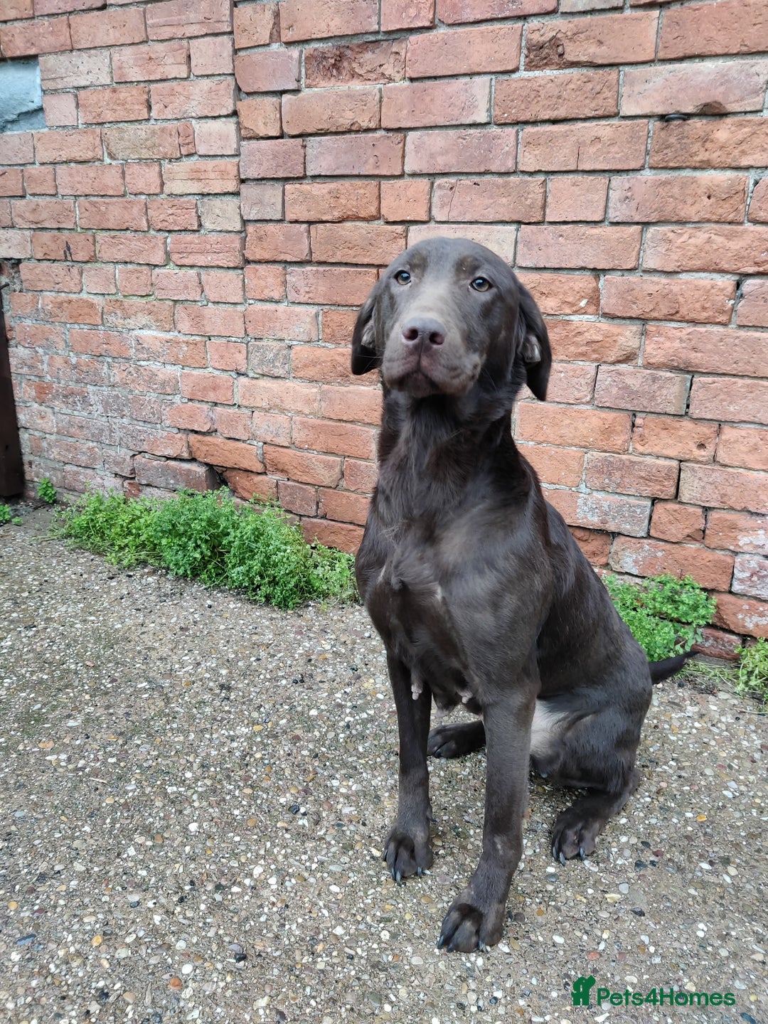 Labrador Retriever dogs for sale: Beautiful Loving Chocolate Labrador  - Advert 1