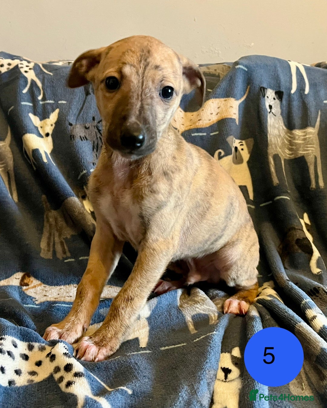 Whippet dogs for sale: KC Reg Whippet Puppies - Advert 14