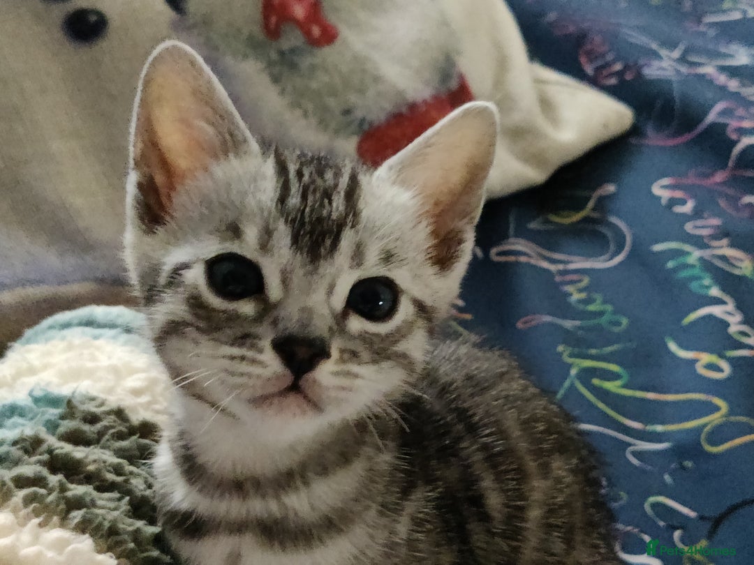 Bengal cats for sale: Tica Active silver Bengal boy for sale  - Image 7