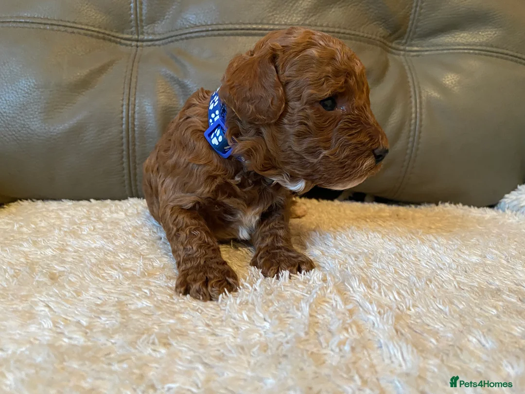 Mixed Breed dogs for sale: Stunning Australian Double Doodles - Advert 5