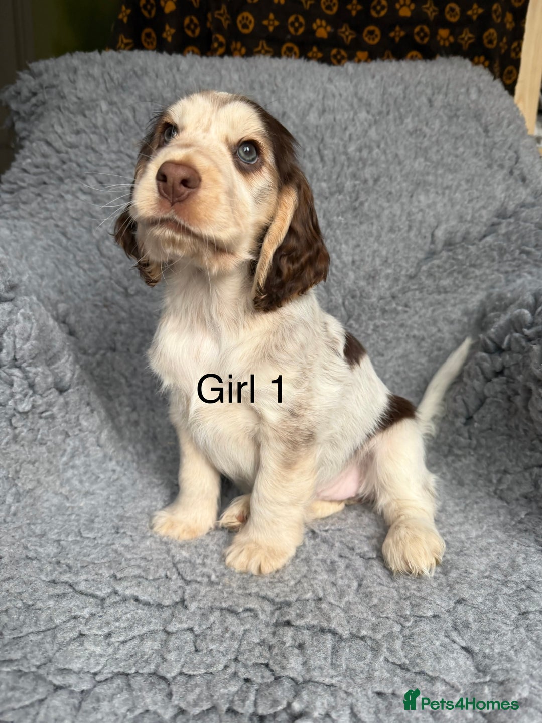 Cocker Spaniel dogs for sale: Show cocker spaniels  - Advert 7