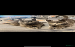 British Shorthair cats for sale: 2 Beautiful British shorthair cats 5 years  - Image 1