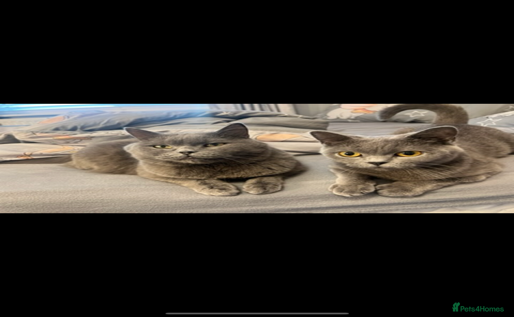 British Shorthair cats - Advert 11
