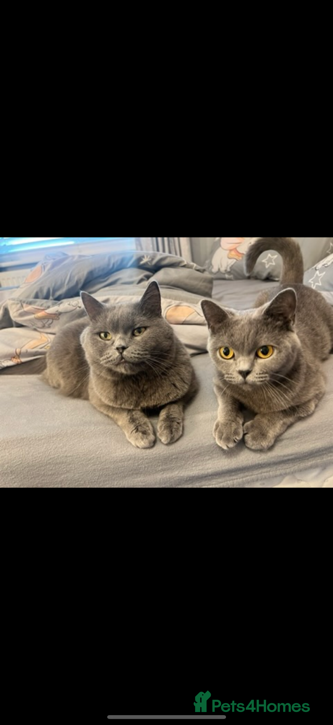 British Shorthair cats for sale: 2 Beautiful British shorthair cats 5 years  - Image 1