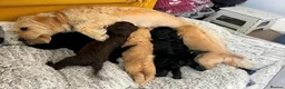 Double Doodle dogs for sale: Labradoodle/Sproodle X - Advert 19