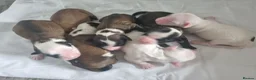 Tibetan Terrier dogs for sale: 7 Tibetan Terrier Puppies  - Advert 25