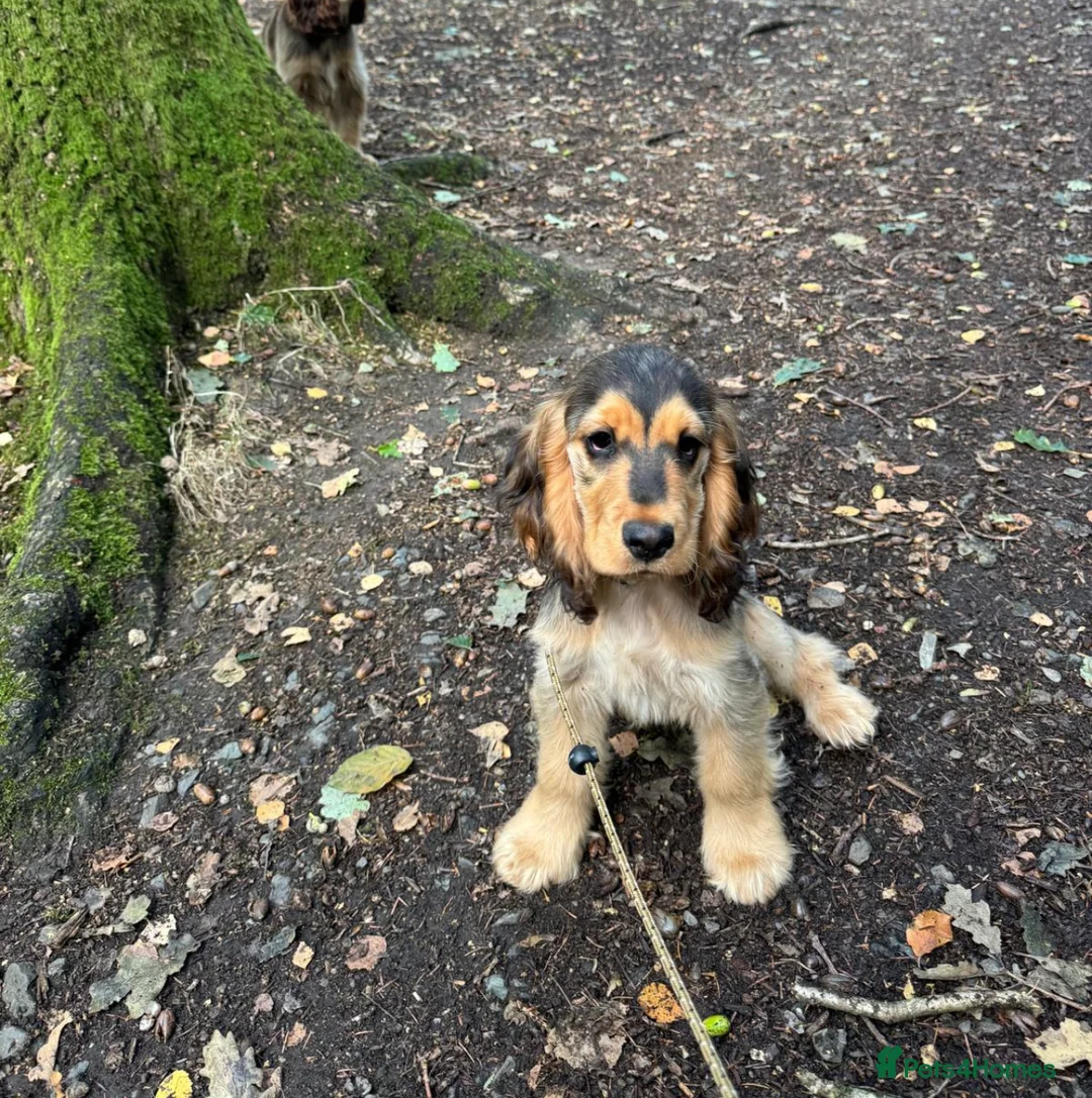 Cocker Spaniel dogs for sale: KC Reg Show Type Cocker Spaniel Pupies  - Advert 9