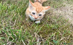 Domestic Shorthair cats for sale: Kittens 4 sale - Image 3