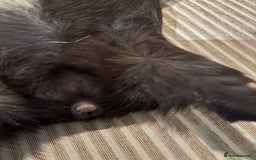 Guinea Pig rodents for sale: 3 boars for sale - Image 14