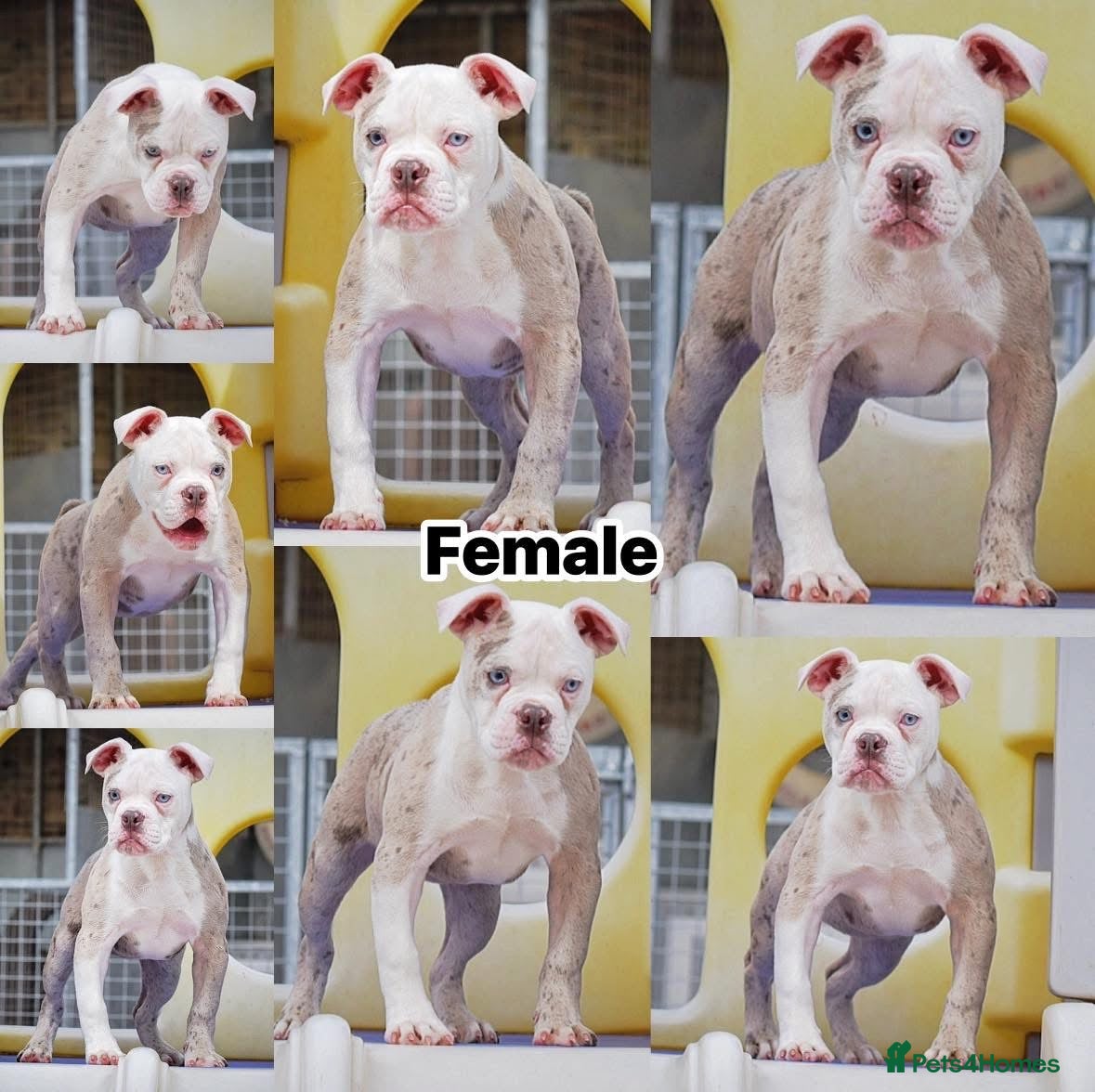 Olde English Bulldogge dogs 23❤️YEARS❤️5⭐️RATED❤️LICENSED❤️PROFESSIONALS❤️ - Advert 4