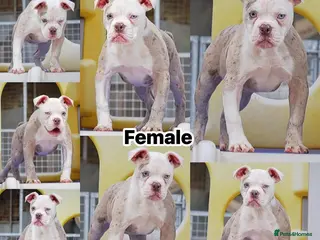 Olde English Bulldogge dogs 23❤️YEARS❤️5⭐️RATED❤️LICENSED❤️PROFESSIONALS❤️ - Advert 10