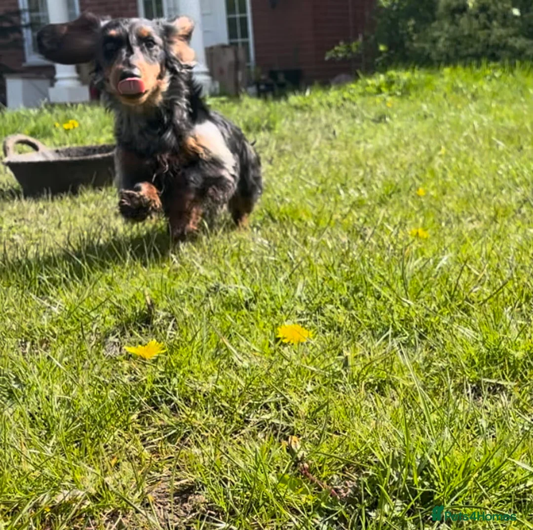 Miniature Dachshund dogs for stud: Stunning long  silver dapple stud boy  in Doncaster - Advert 3