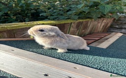 Mini Lop rabbits for sale: Beautiful mini lops - Image 9