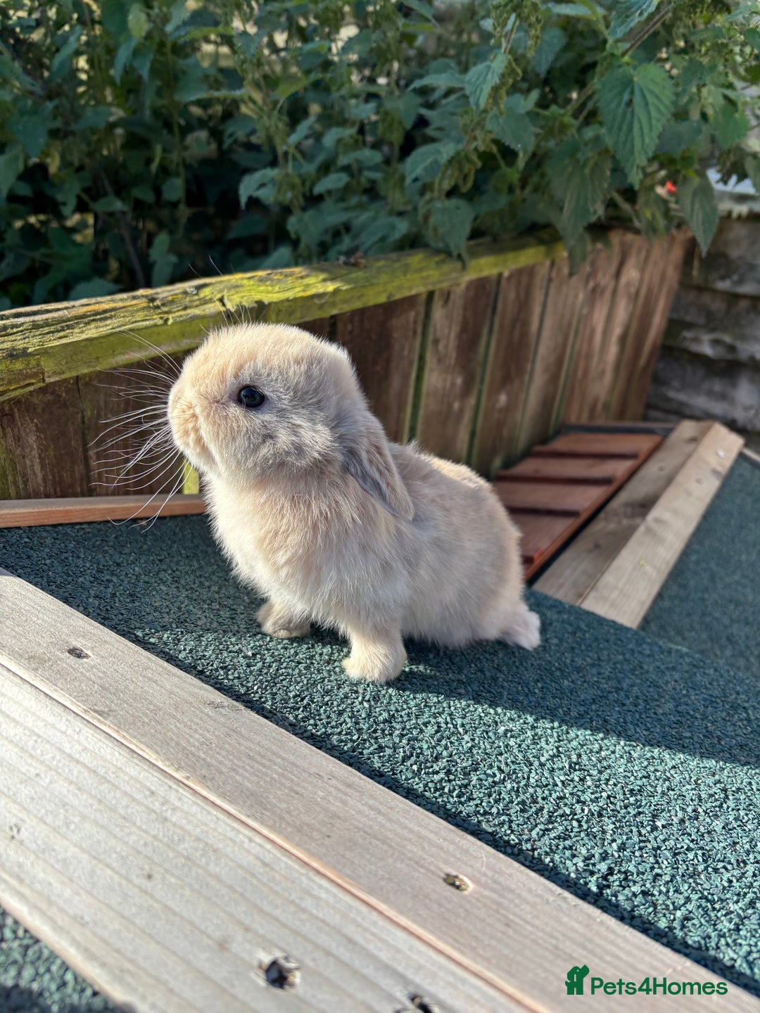 Mini Lop rabbits for sale: Beautiful mini lops - Image 9