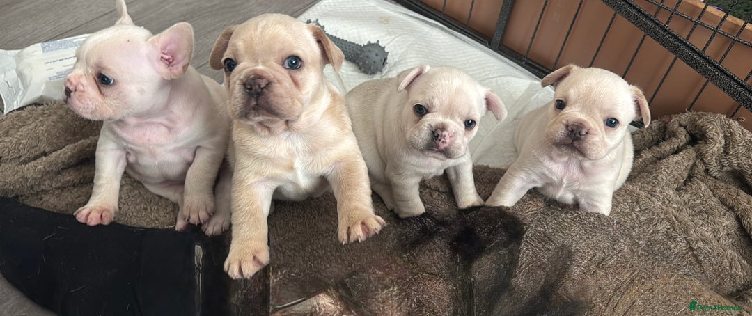 French Bulldog dogs for sale: last girl ready to leave now 🐾⚡️ - Advert 24