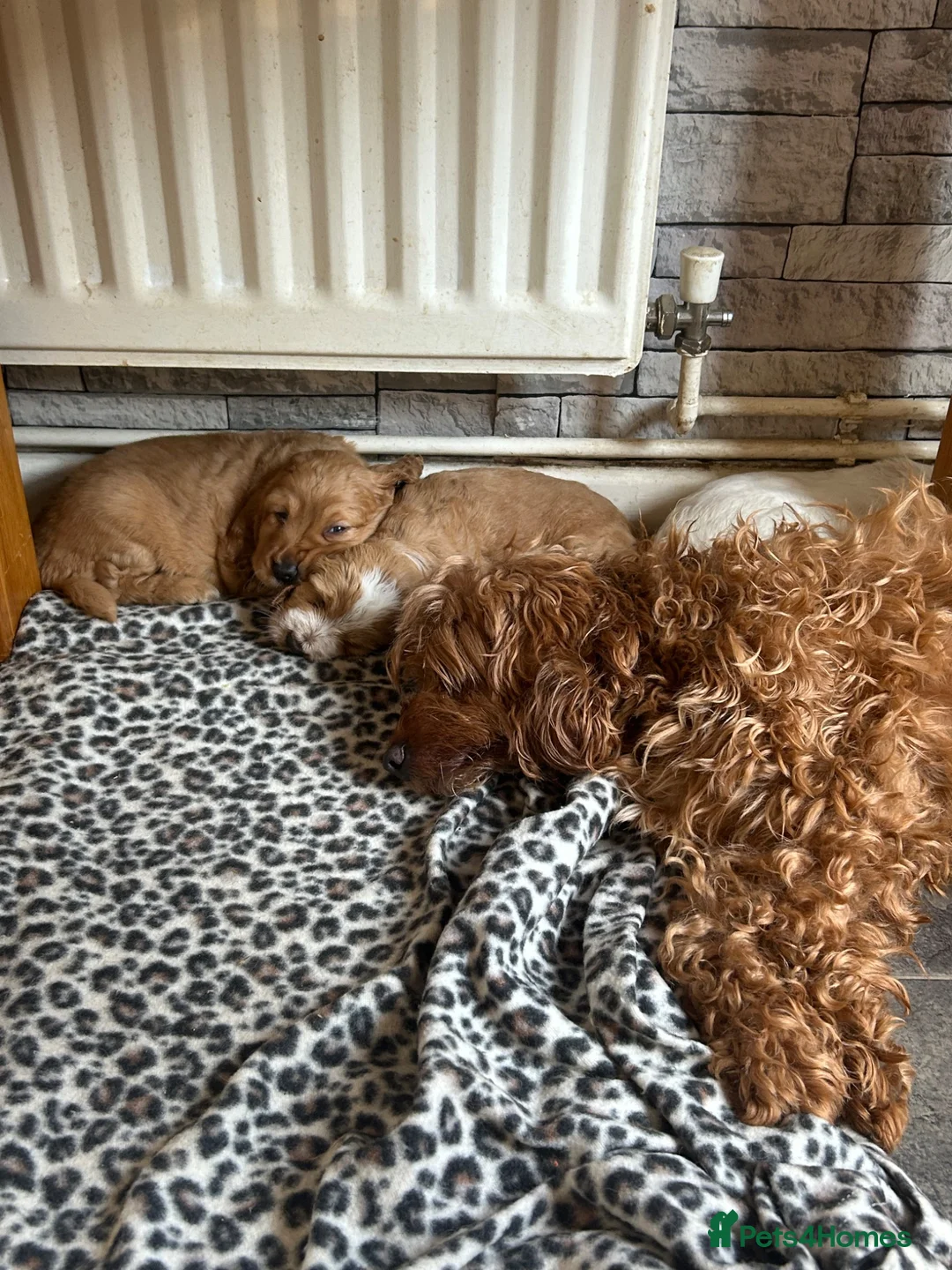 Cockapoo dogs for sale: Last 2 cockapoo puppies - Advert 5