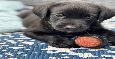 Labrador Retriever dogs - Advert 6