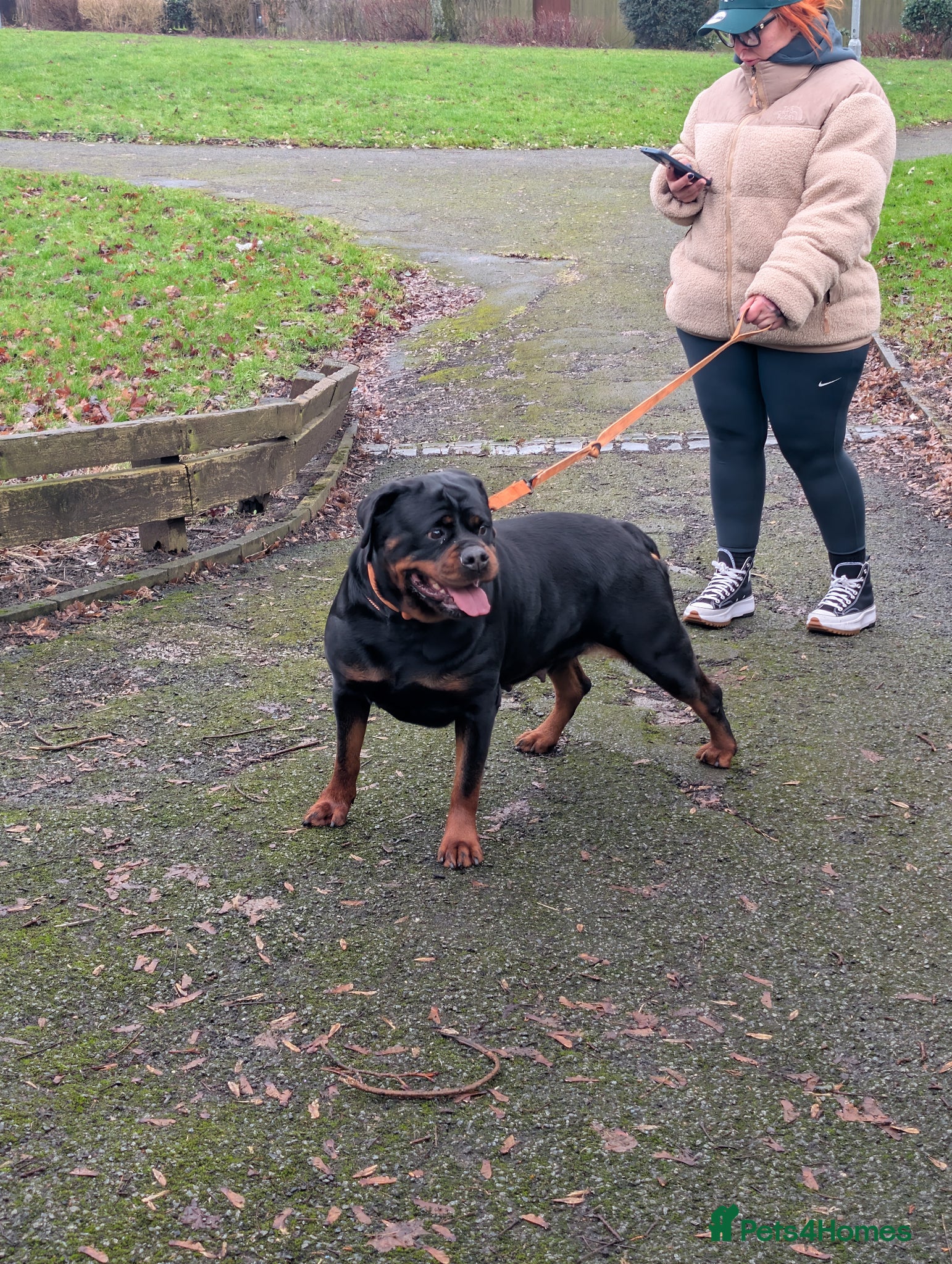 Rottweiler dogs for sale: Female Rottweiler pup for sale  - Advert 15
