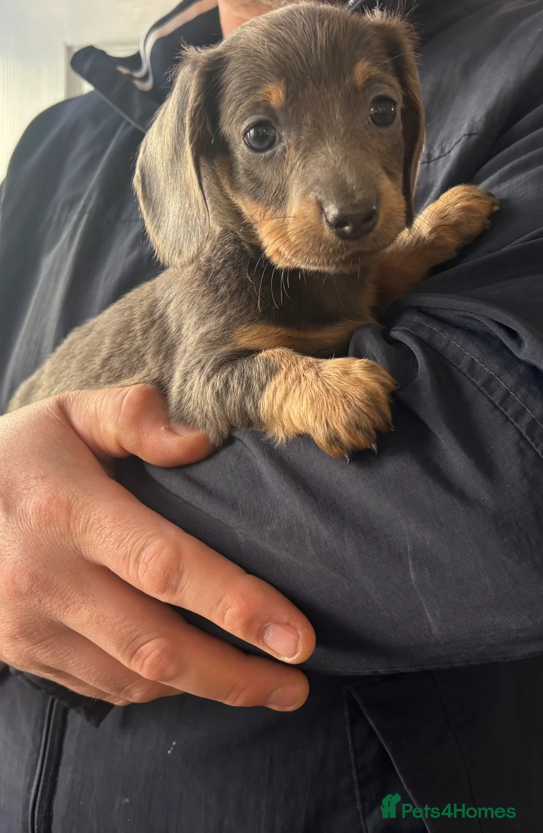 Miniature Dachshund dogs for sale: Miniature dachshund puppies 🐶 - Advert 9