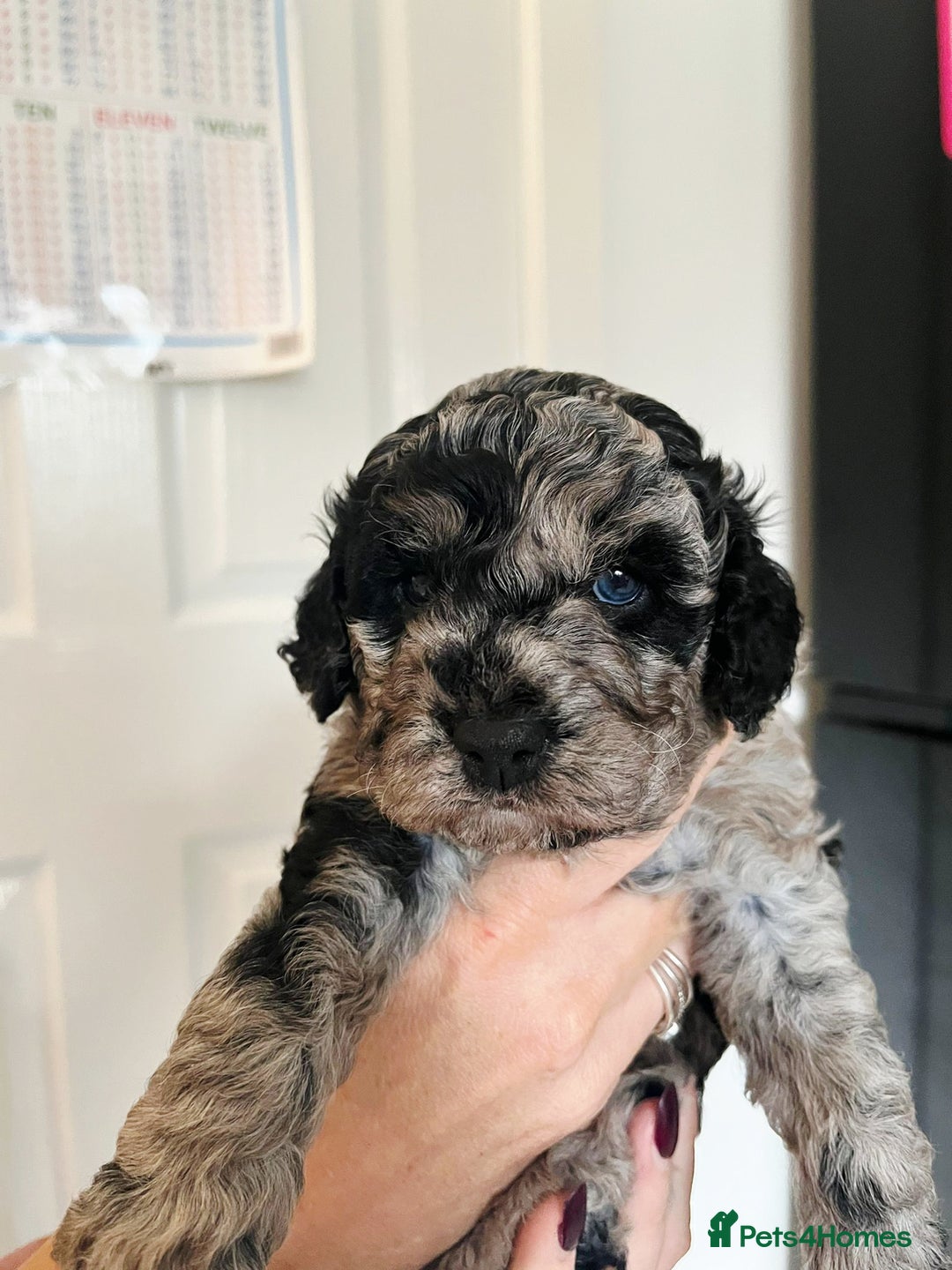 Cavapoo dogs for sale: F1b Cavapoo - Advert 4