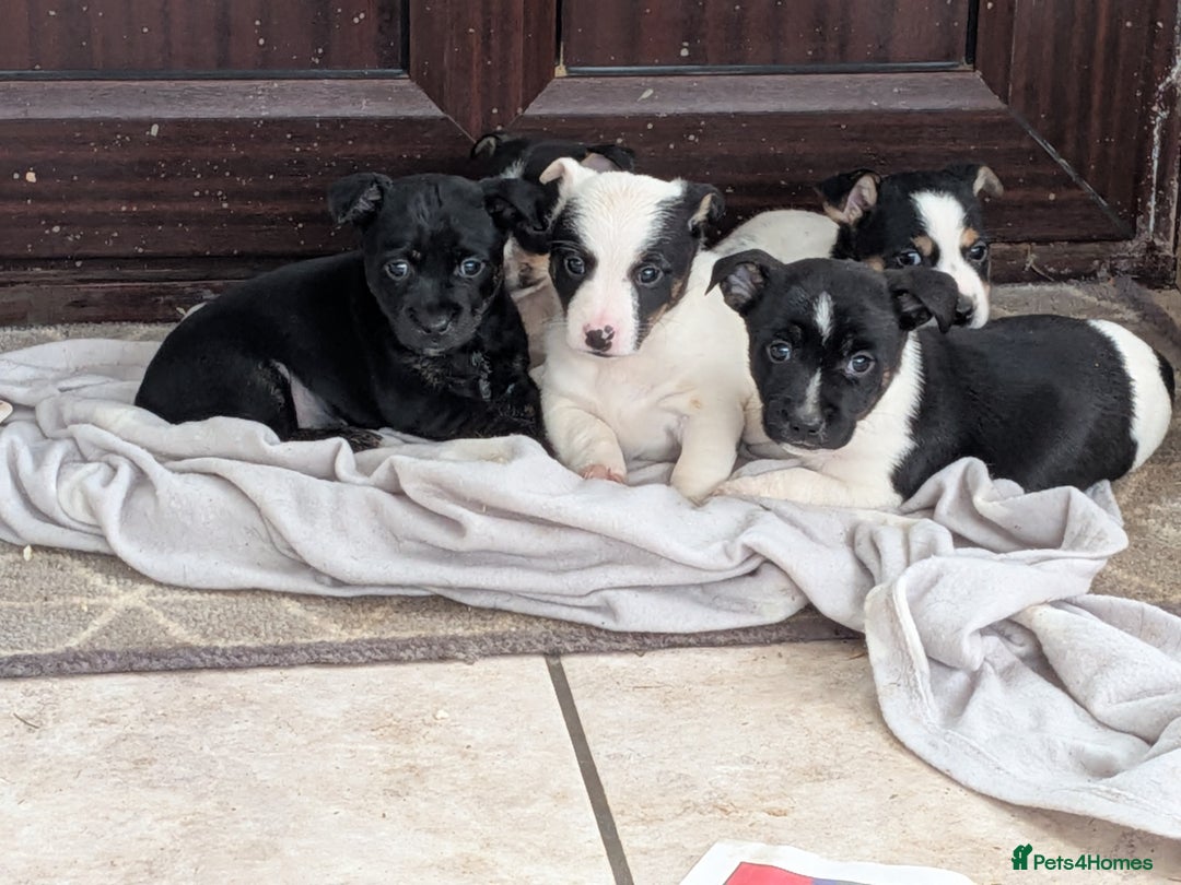 Jack Russell dogs for sale: Jack Russell  - Advert 2