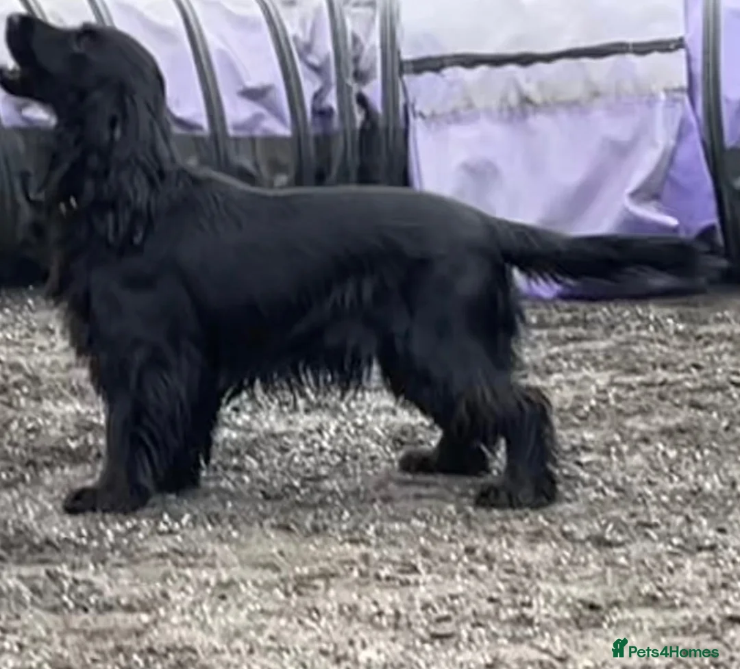 Cocker Spaniel dogs for sale: Show Type Cocker Spaniel puppies available in Welwyn - Advert 1
