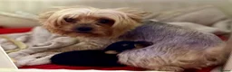 Yorkshire Terrier dogs for sale: Miniature Yorkshire terrier puppies  - Advert 6