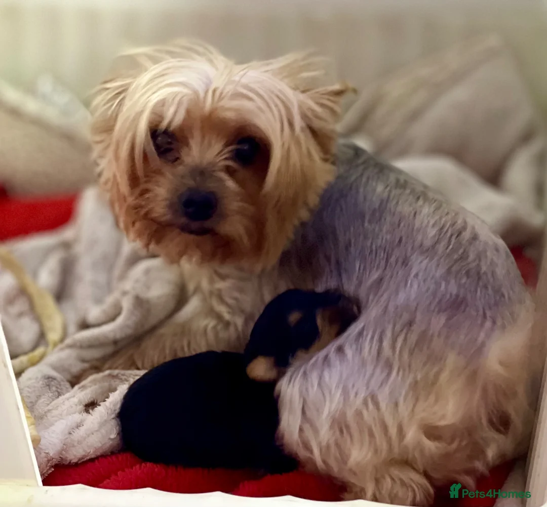 Yorkshire Terrier dogs for sale: Miniature Yorkshire terrier puppies  - Advert 6