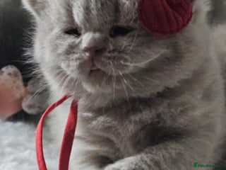 British Shorthair cats High-Quality British Shorthair Kittens GCCF🐾 - Advert 14