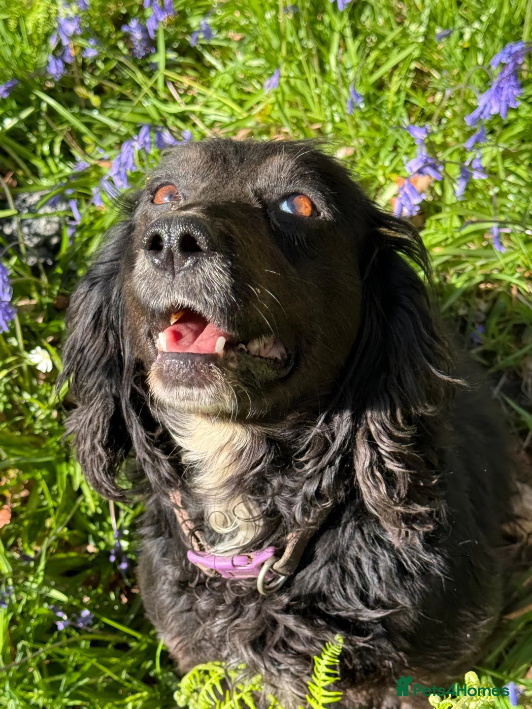 Cocker Spaniel dogs for sale: Our Beautiful girl Hope  - Advert 3