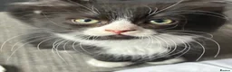 Mixed Breed cats for sale: Ragdoll cross kittens 2 left  - Advert 9