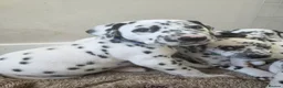 Dalmatian dogs for sale: Gorgeous pups READY NEXT WEEK! in Wakefield - Advert 7
