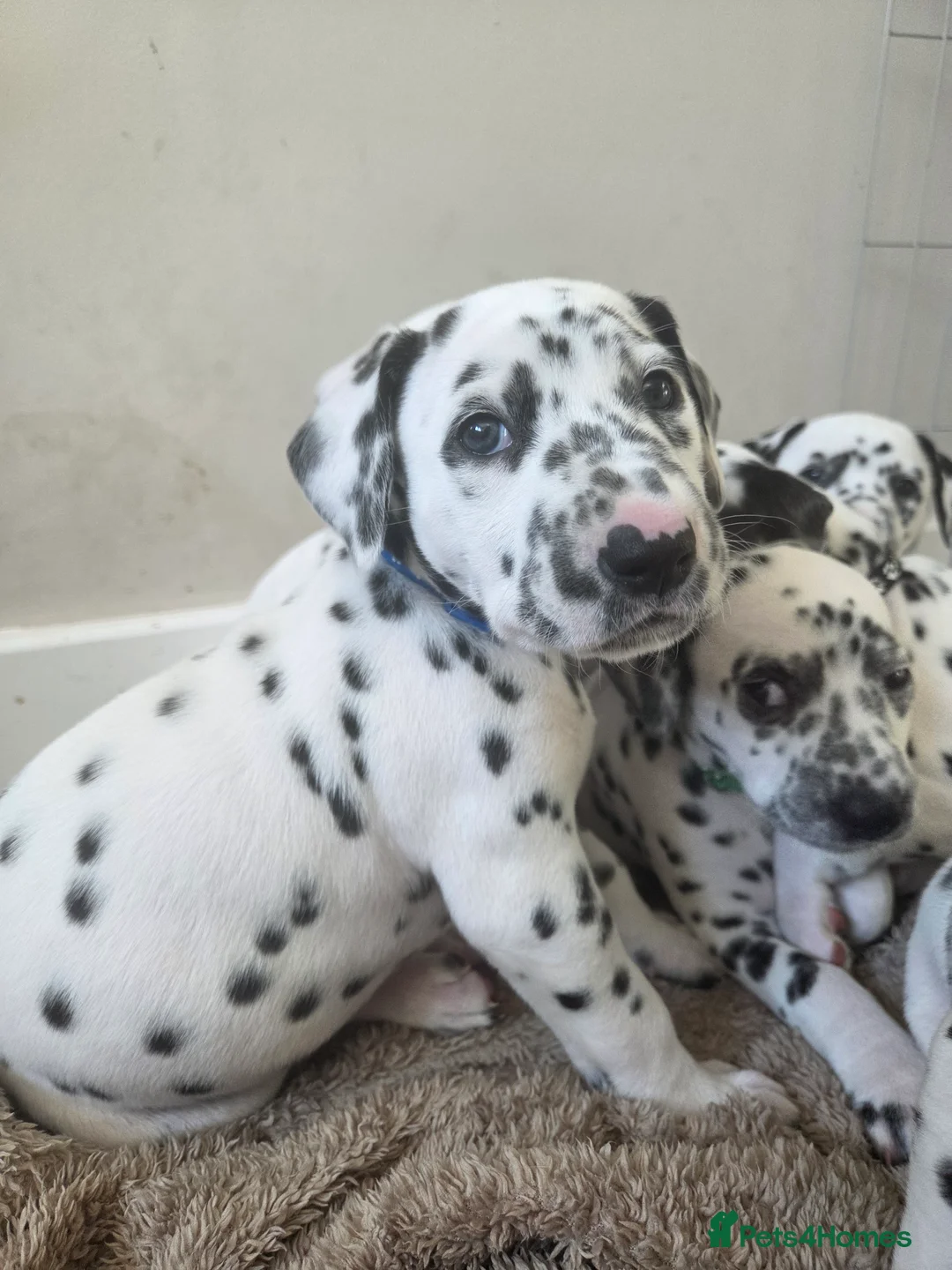 Dalmatian dogs for sale: 🤍🖤1 Boy left. READY NOW 🤍🖤 - Advert 17