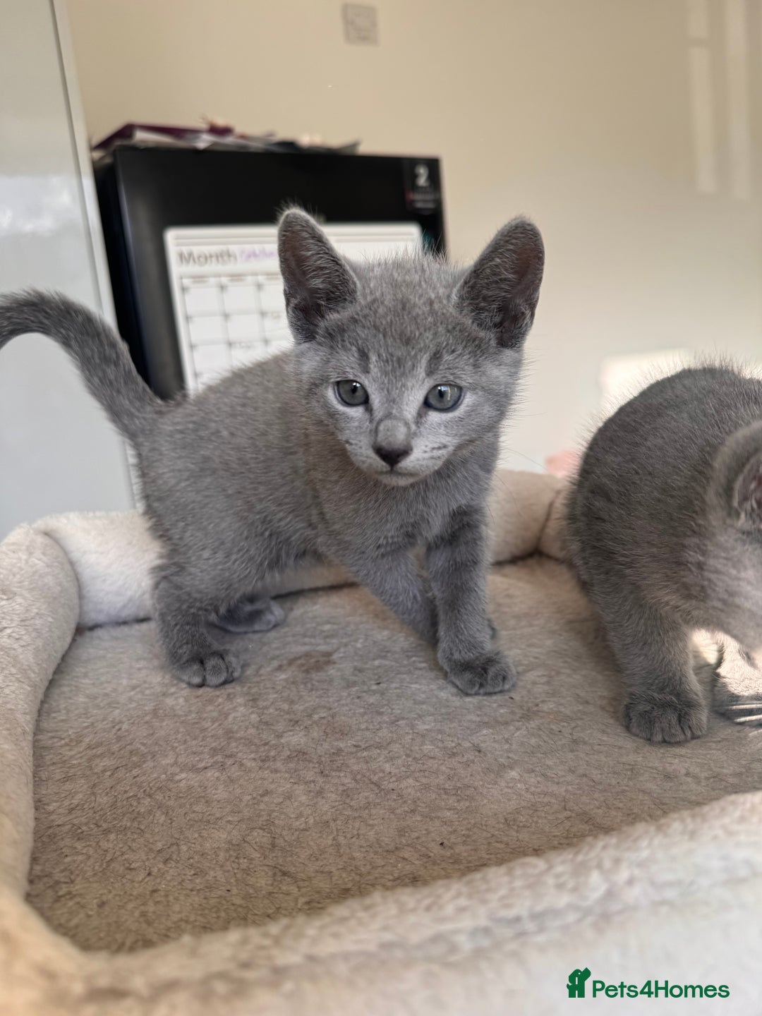 Russian Blue cats for sale: 🐾 Premium Home-Raised Russian Blue Kittens -Ready - Advert 7