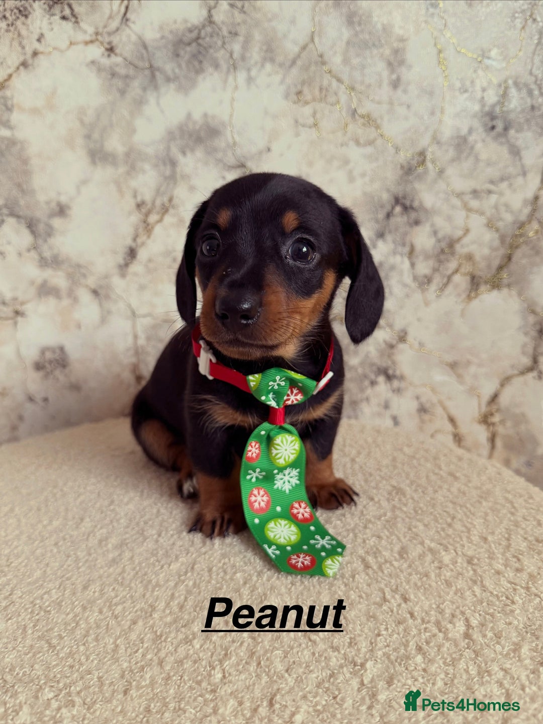 Miniature Dachshund dogs for sale: Miniature Dachshund  - Advert 12