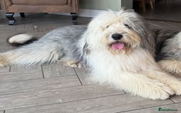 Old English Sheepdog dogs for sale: Old English Sheepdog Puppies  - Image 7