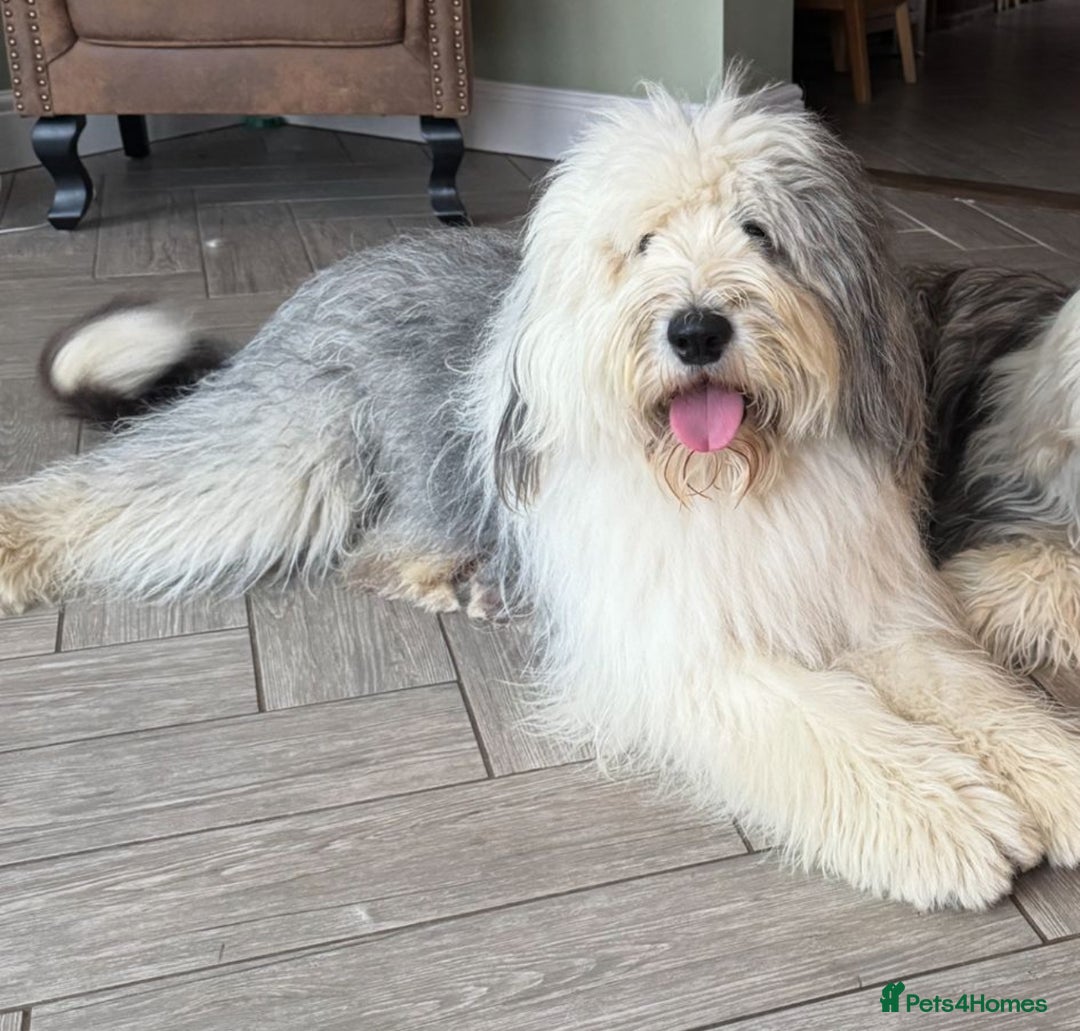 Old English Sheepdog dogs for sale: Old English Sheepdog Puppies  - Image 7