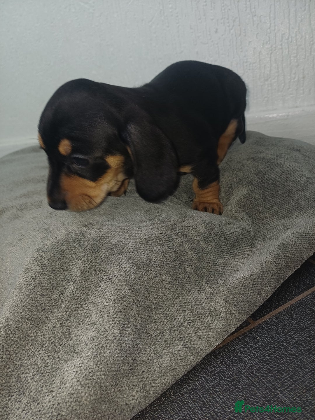 Miniature Dachshund dogs for sale: K.C Beautiful miniature daschunds - Image 4