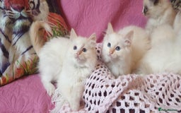 Ragdoll cats for sale: 💖Beautiful GCCF Registered Ragdoll Kittens. - Image 11