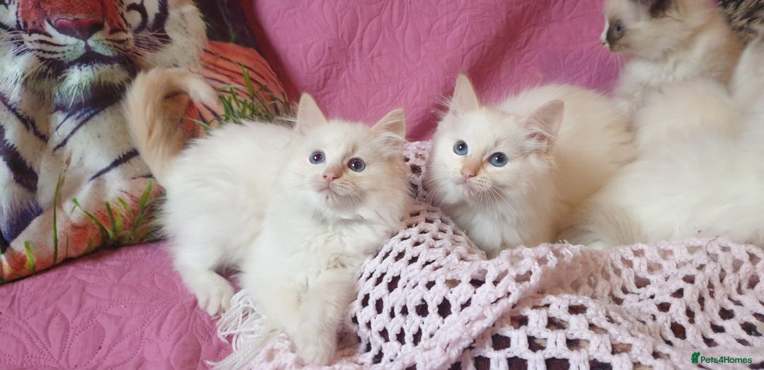Ragdoll cats for sale: 💖Beautiful GCCF Registered Ragdoll Kittens. - Image 11