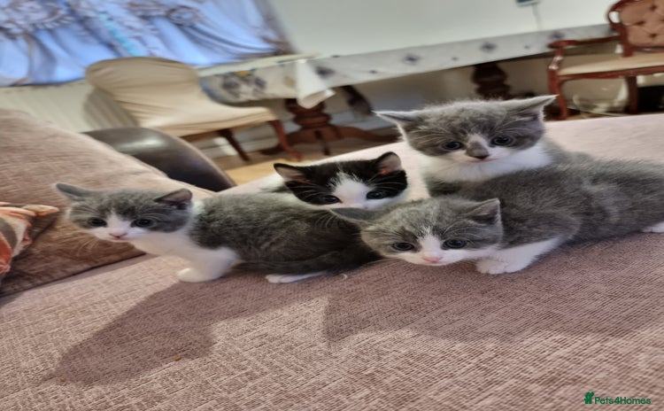 British Shorthair cats - Advert 15