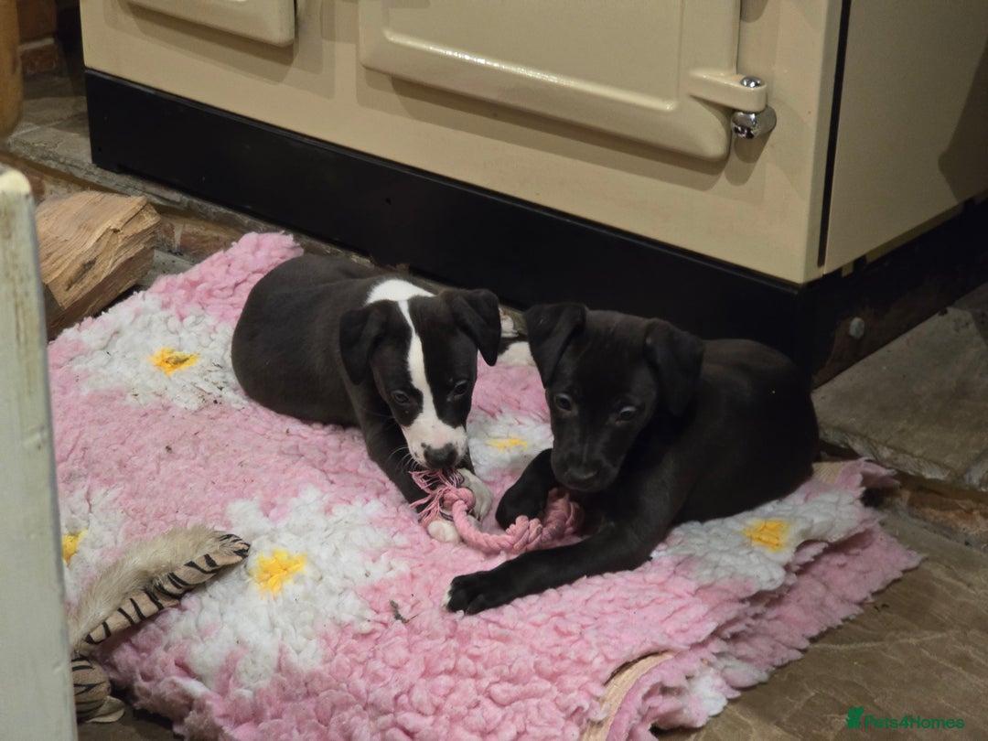 Whippet dogs for sale: Whippet litter.  One male left (badger) - Advert 2