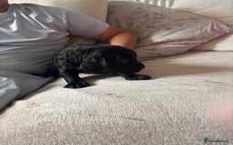 Cockapoo dogs for sale: 1 Cockapoo F1B Puppy left for sale  - Image 6