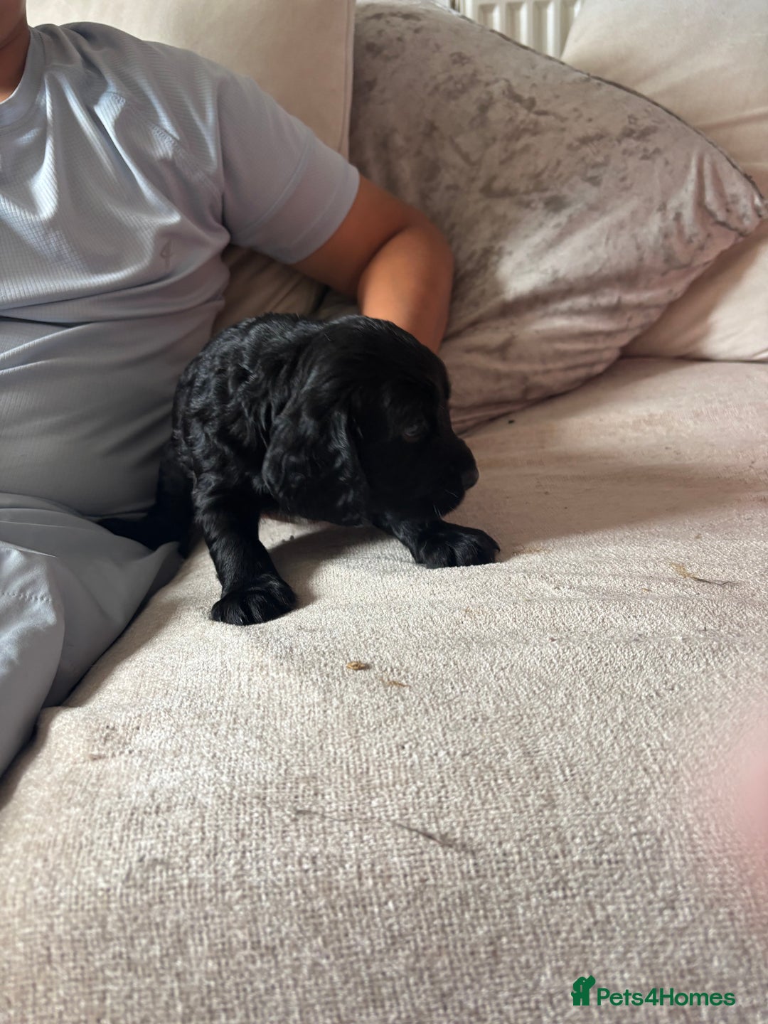 Cockapoo dogs for sale: 1 Cockapoo F1B Puppy left for sale  - Image 6