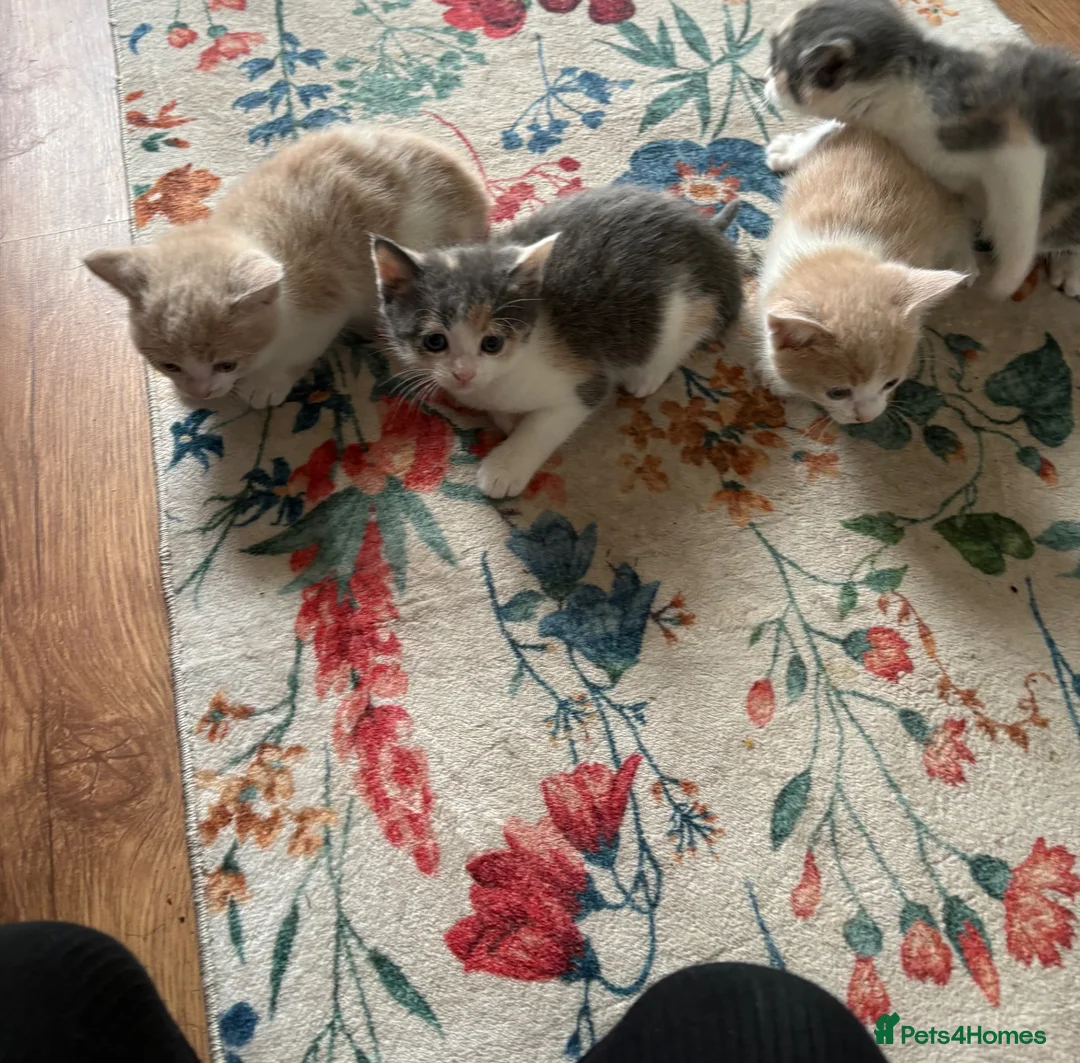 Mixed Breed cats for sale: 2 boy kittens ready  - Advert 8