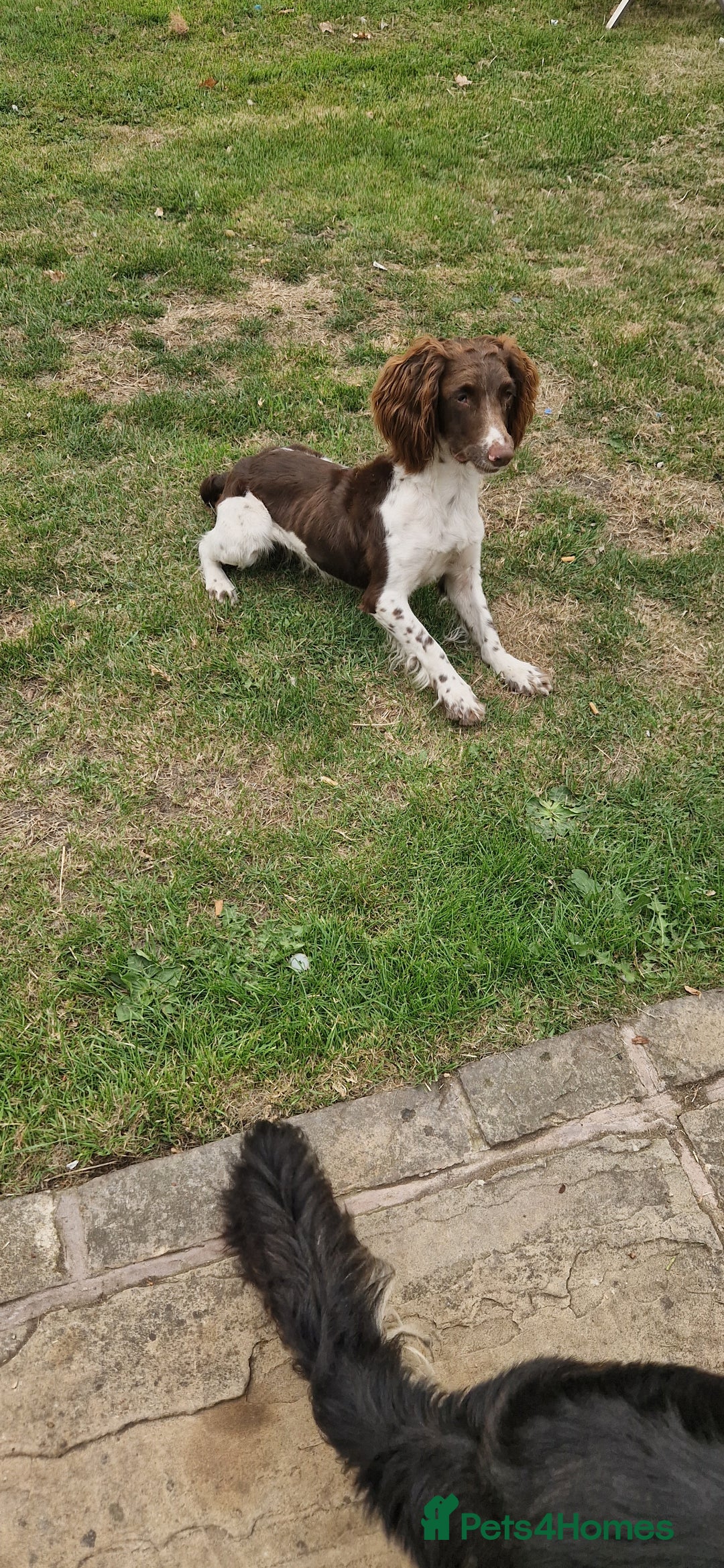 English Springer Spaniel dogs for sale: Bramble the English Springer Spaniel - Image 2