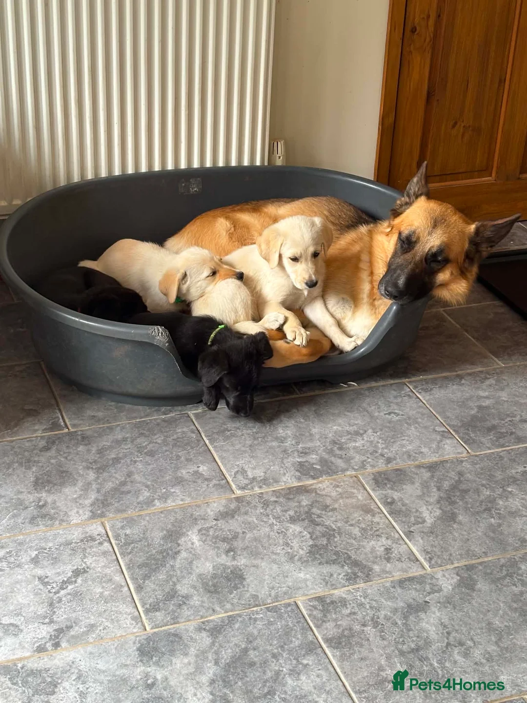 Sheprador dogs for sale: 7 Cute Shepradors ready to leave  - Advert 1